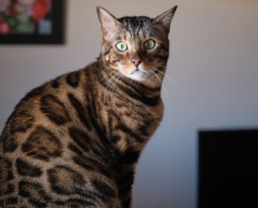 Gato Bengalí