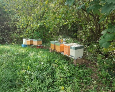 a group of bees on a field with beehive