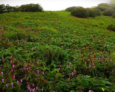 Meadow covered in pink and red wildflowers beneath misty green slopes