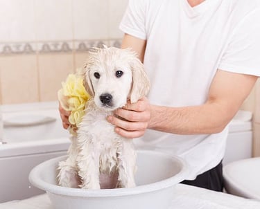 Early care and development info Puppies