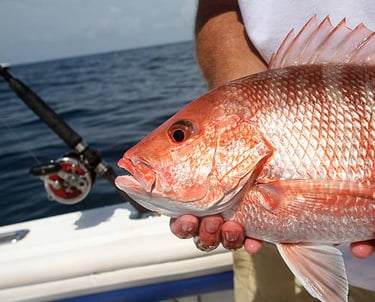 a red fish caught off sarasota