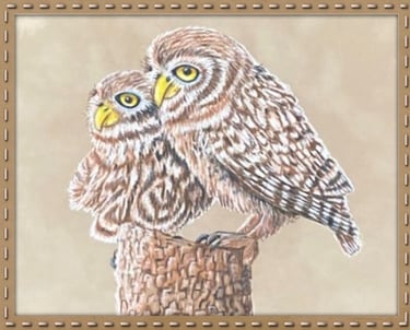 owls
