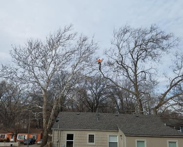 Trimming out deadwood and raising canopy over roof in Merriam Kansas 