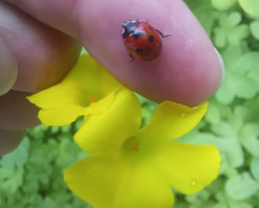 a finger holfing a lady bird on yellow flowers