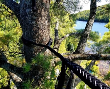 arbre maintenu par des sangles 