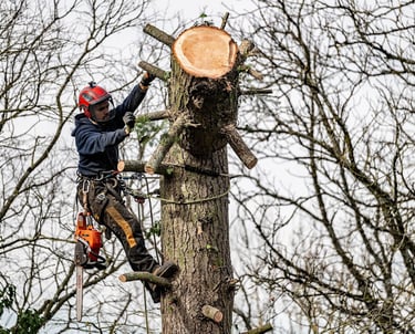 Élagueur professionnel en train de couper un arbre