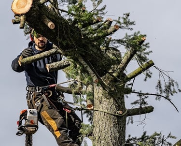 arboriste élagueur en train de couper un arbre en le démontant 