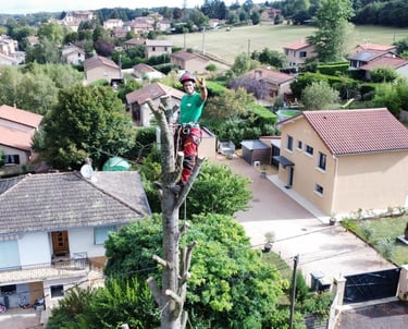 Elagueur encordé à la cime d'un arbre en plein action d'élagage