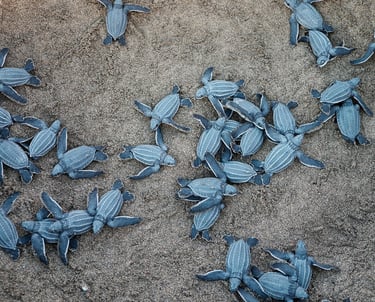 Blaue Meeresschildkröten, Puerto Rico