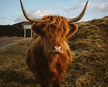 Scotland, United Kingdom, Hochlandkuh in der schottischen Landschaft