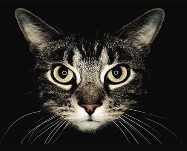 cat engaging internet pic