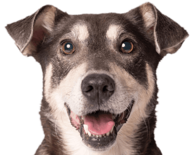 dog happy internet pic