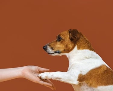 pet friend