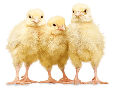 Avicultura laboratório contato