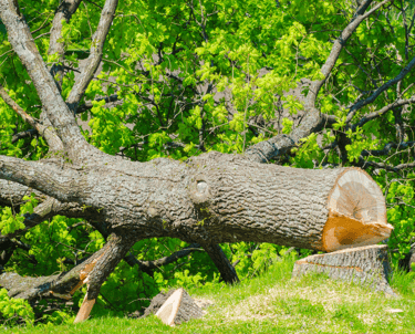 Abattage arbre Daux
