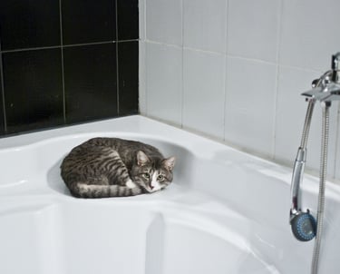 Cat - Bathroom Remodeling at Roto-Rooter