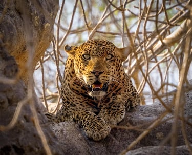 Leopard
