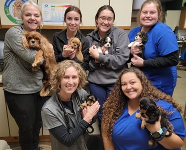 Cavalier puppies and the staff