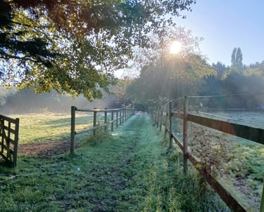 paddocks academie equestre du miroir