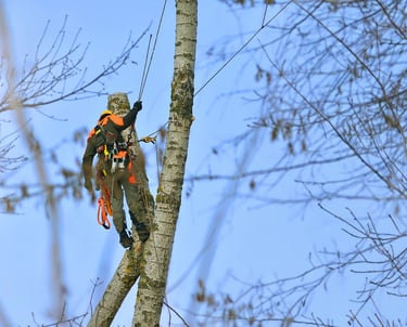 Owners Will Vanhoose and Tyler Arnold removing a tree over a home safely
