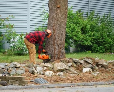 Owner Will Vanhoose removing a tree