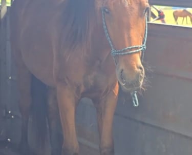 Young horse in a trailer with a harness on