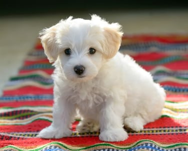A cheerful puppy sitting on a soft blanket, looking curious and playful
