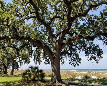 A large oak tree standing tall, representing long term growth, strength, and safety.