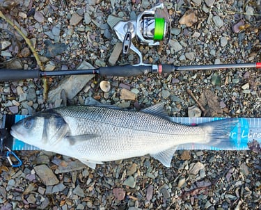 54cm Bass caught on creature bait