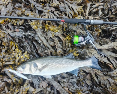 Bass caught on surface lure