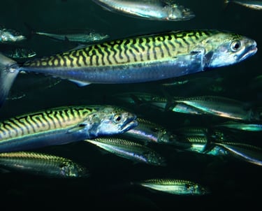 image of mackerel