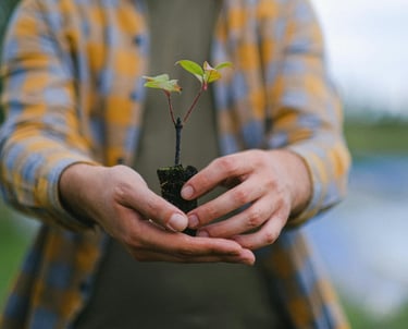 Hands holding a small seedling plant ready for planting