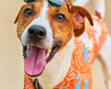 Un feliz Jack Russell Terrier con una camisa hawaiana tropical y gafas de sol en la cabeza.