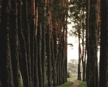 Chemin dans une forêt vers la sortie illustre le parcours d'accompagnement de la sophrologie