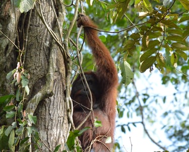 Male orang utan pause when he saw us while climbing the tree