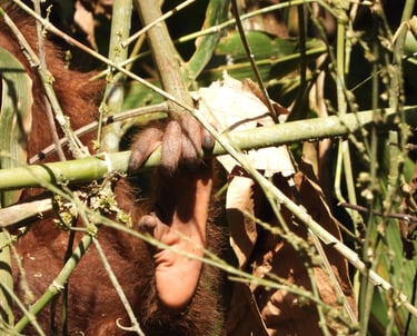 orang utan's feet can also hold branches 