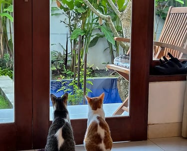 mi purificador vs 2 gatos
