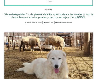 Carbap Pastor Maremmano-Abruzzese trabajando con ovejas