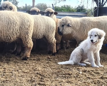 Perro protector de ganado junto a ovejas en el campo