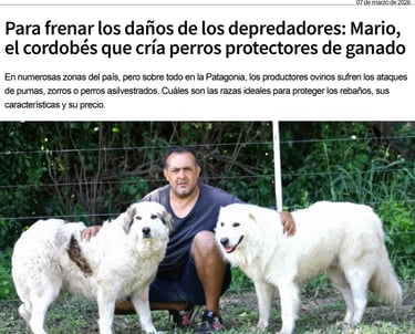Infocampo Pastor Maremmano-Abruzzese trabajando con ovejas