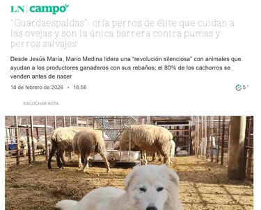 Nota Diario La Nación Pastor Maremmano-Abruzzese trabajando con ovejas