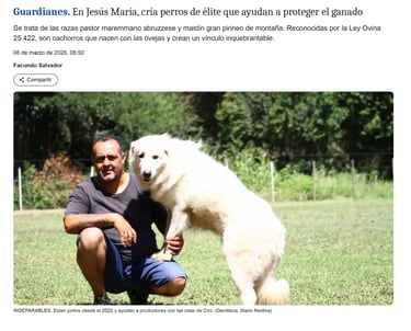La Voz del Interior Pastor Maremmano-Abruzzese trabajando con ovejas