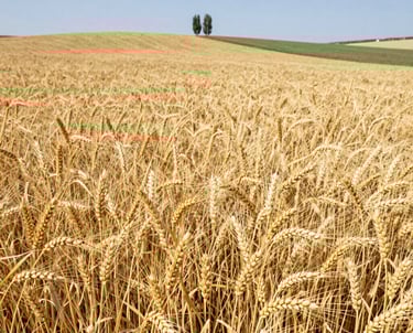 A technician carefully applying vegetation treatment on a lush green farmland under a clear sky.
