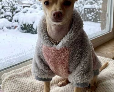 perro chihuahua con suéter personalizado