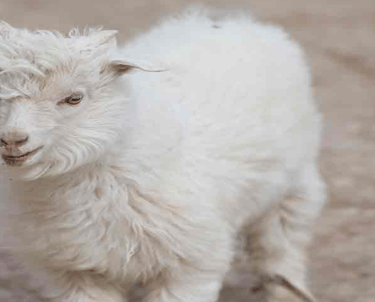 kaşmir şal cashmere