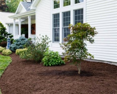 Deep chocolate brown mulch applied around residential foundation plants and trees for moisture reten