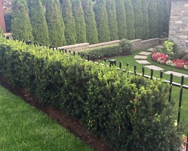Privacy hedge installation with a clean mulch border and decorative stone walkway