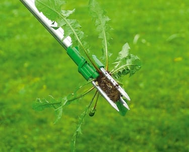 Professional manual weed removal from lawn in Toronto by Avenue Seasons