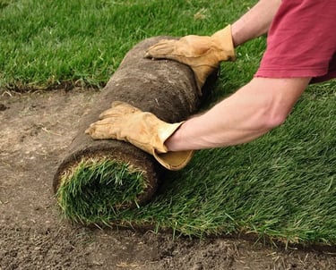 High-quality rolls of fresh grass sod for residential lawn replacement