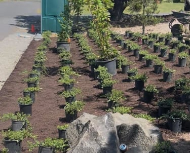Selection of premium shrubs and perennials ready for professional garden bed installation.